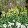 Picture of Ivory Bells 'Persica' (1 st)
