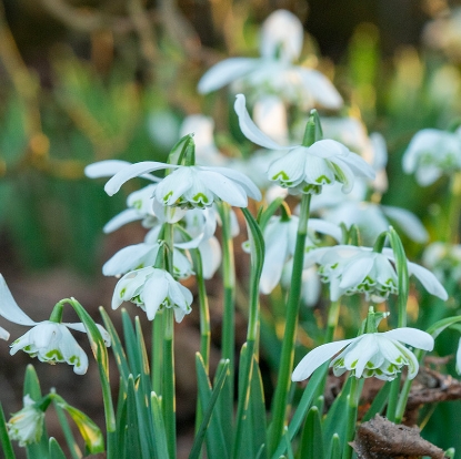 Bild på Dubbel Snödroppe 'Nivalis Flore Pleno' (7st)