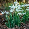 Bild på Dubbel Snödroppe 'Nivalis Flore Pleno' (7st)