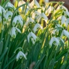 Bild på Snödroppe Galanthus Nivalis (6 st)