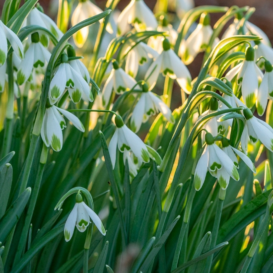 Picture of Snödroppe Galanthus Nivalis (6 st)