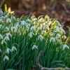 Bild på Snödroppe Galanthus Nivalis (6 st)