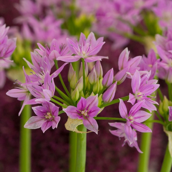 Bild på Glanslök 'Unifolium' (20 st)