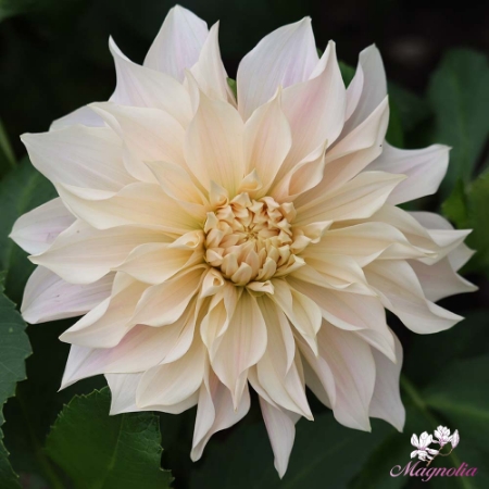Picture for category Dahlia bulbs - Over 900 varieties