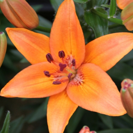 Picture for category Lillium bulbs