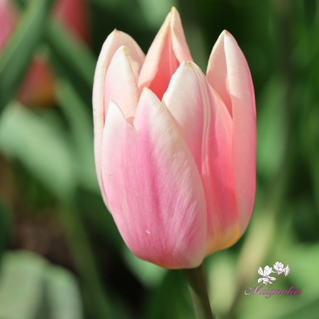 Picture for category Tulips