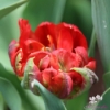 Picture of Tulip Abba