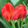 Picture of Tulip Abba