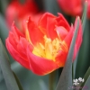 Picture of Tulip Abba