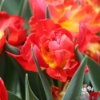 Picture of Tulip Abba