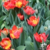 Picture of Tulip Abba