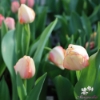 Picture of Beauty of Spring (8st)
