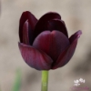 Bild på Queen of Night (7st)
