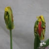 Picture of Texas Flame (8st)