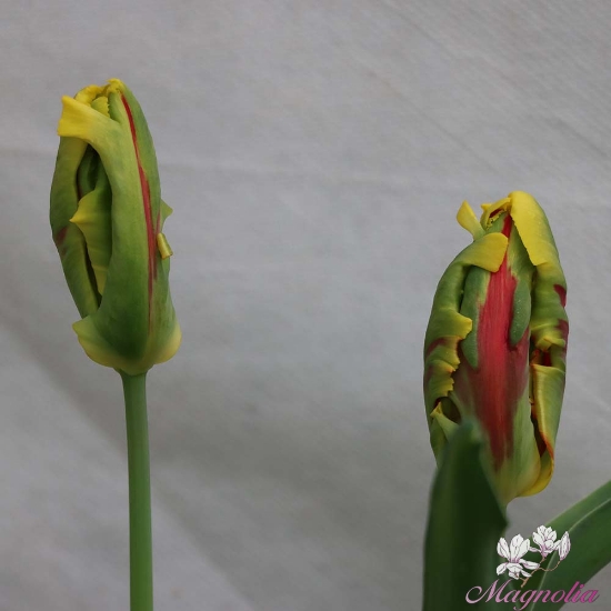 Picture of Texas Flame (8st)