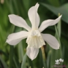 Picture of Thalia (6st)