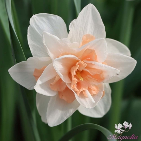 Picture for category Double Flowering
