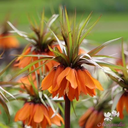 Picture for category Fritillaria