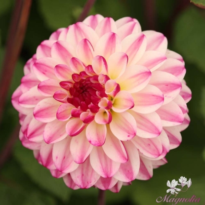 Bild på Nina's Choice