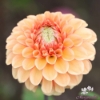 Picture of Bazuin Salmon Orange