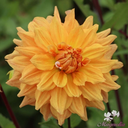 Picture of Ben Huston