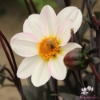 Picture of Dahlegria White