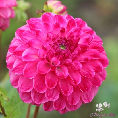 Bild på Dorothee Rose