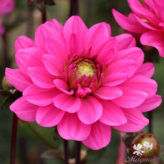 Dahlie (Dahlia) 'Melody Fanfare' – Bild kaufen – 13683999