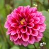 Picture of Purple Bouquet