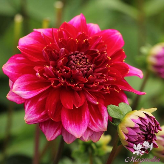 Picture of Purple Bouquet