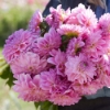 Picture of Pink Ardour