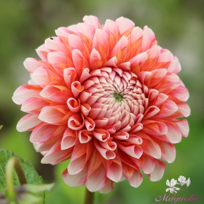 Picture of Chimacum Luke