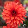 Picture of Cool Flame