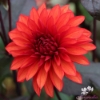 Picture of Cool Flame