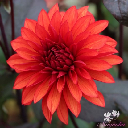 Picture of Cool Flame