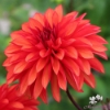 Picture of Cool Flame