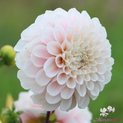 Picture of Innocence Us