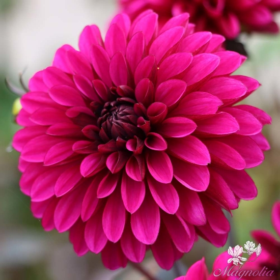 Decorative Dahlia Jennifer Mary Ellen