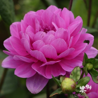 Picture of Karma Lagoon (klass 2)