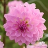Picture of Pink Ardour