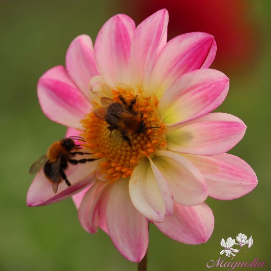 Picture of Pink Emperor