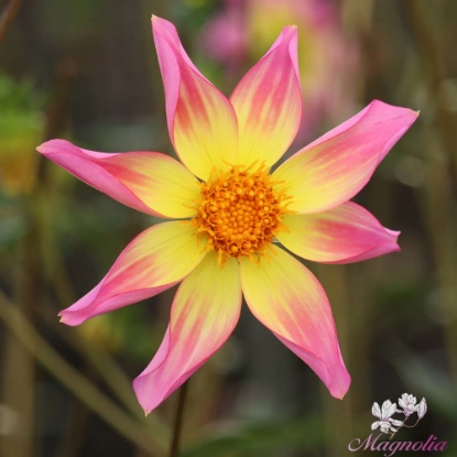 Bild på Trelyn Serena