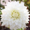 Picture of White Alva