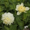 Picture of White Alva