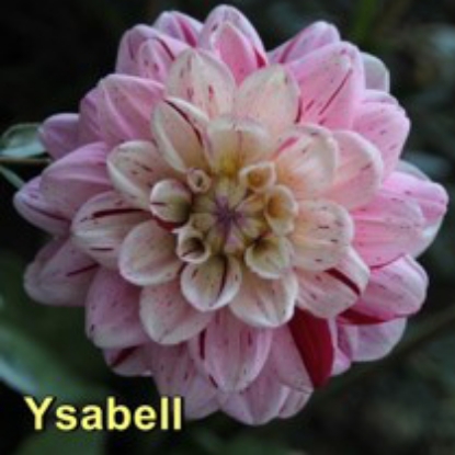 Picture of Ysabell
