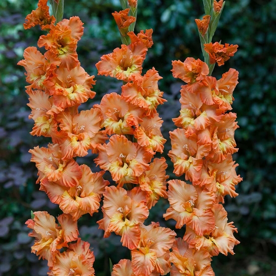 Bild på Princess Frizzle