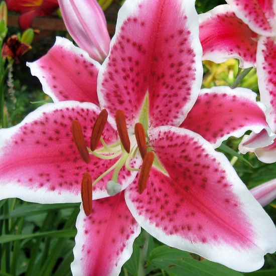 Picture of Stargazer