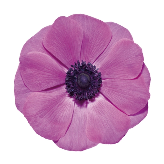 Picture of Mistral Fuchsia