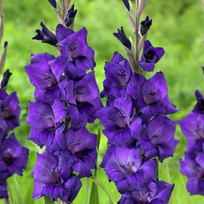 Picture of Purple Flora (10pc)