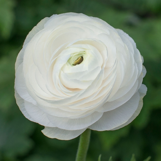 Picture of Ranunculus Asiaticus White